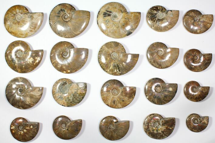 Lot: - Polished Whole Ammonite Fossils - Pieces #116639